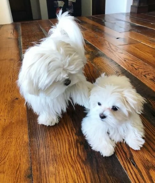 cuccioli di maltese toy 