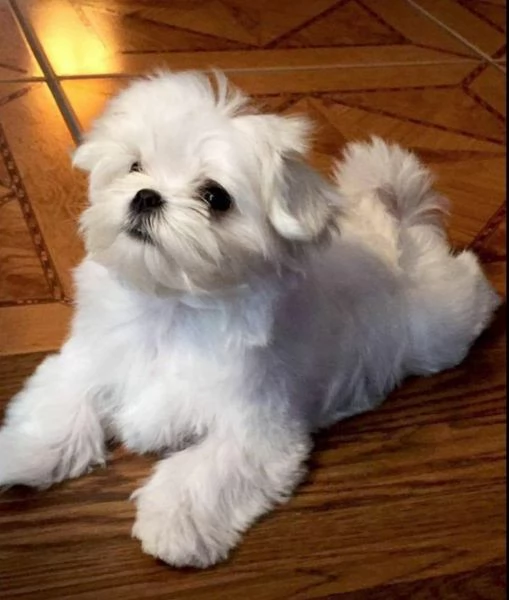 cuccioli di maltese toy  | Foto 0