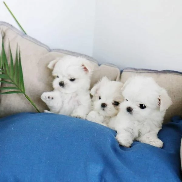cuccioli di maltese toy 
