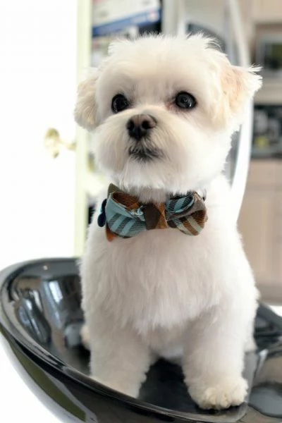 cuccioli di maltese toy 