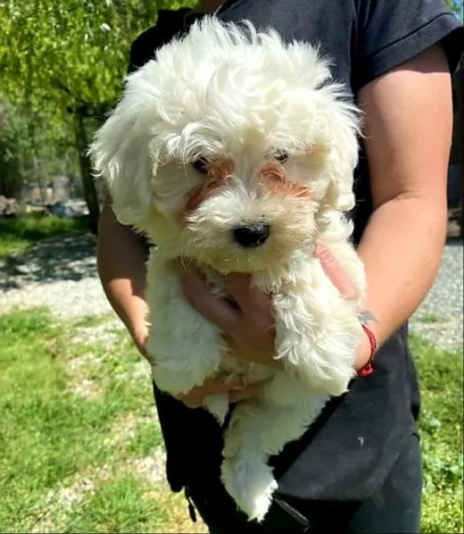 cuccioli di maltese toy