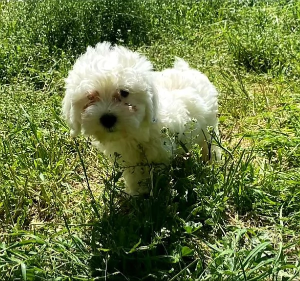cuccioli di maltese toy | Foto 0