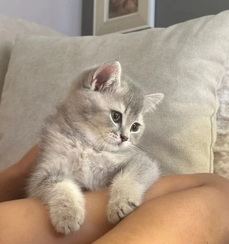 gattini bhs disponibili