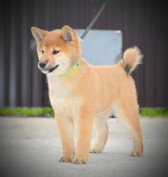 Shiba Inu Cuccioli | Foto 6