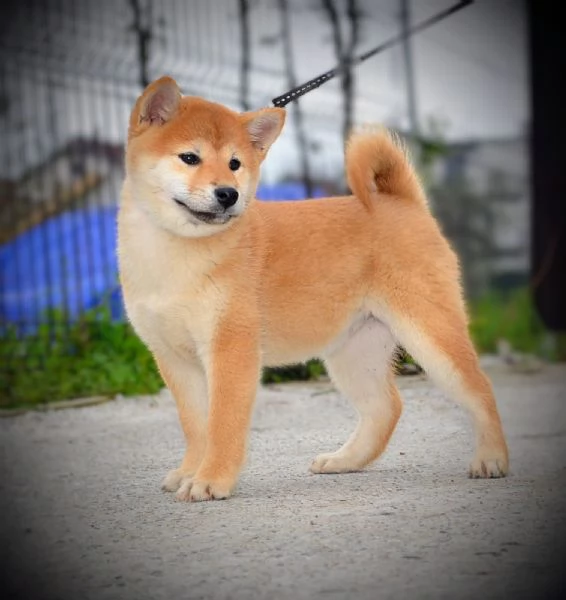 Shiba Inu Cuccioli | Foto 4