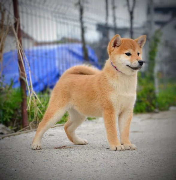 Shiba Inu Cuccioli | Foto 3