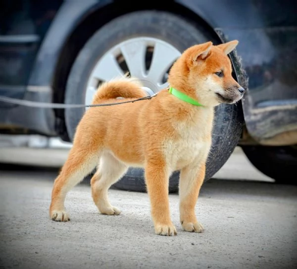 Shiba Inu Cuccioli | Foto 2