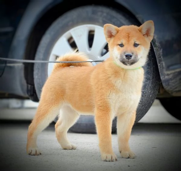 Shiba Inu Cuccioli