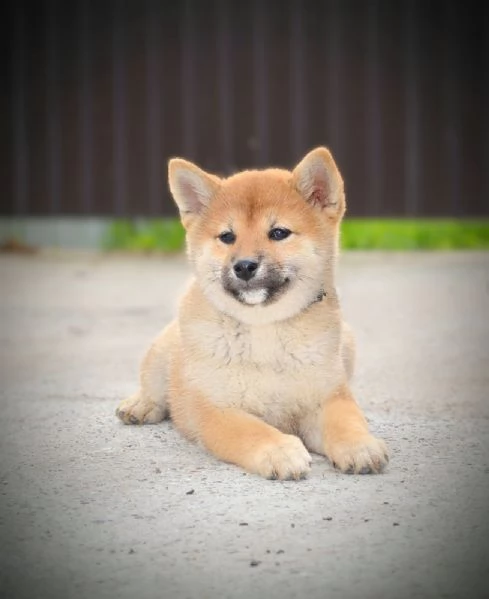 Shiba Inu Cuccioli | Foto 1