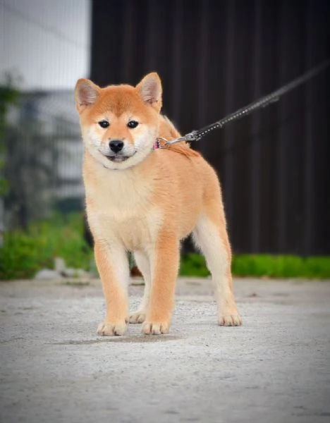 Shiba Inu Cuccioli | Foto 0