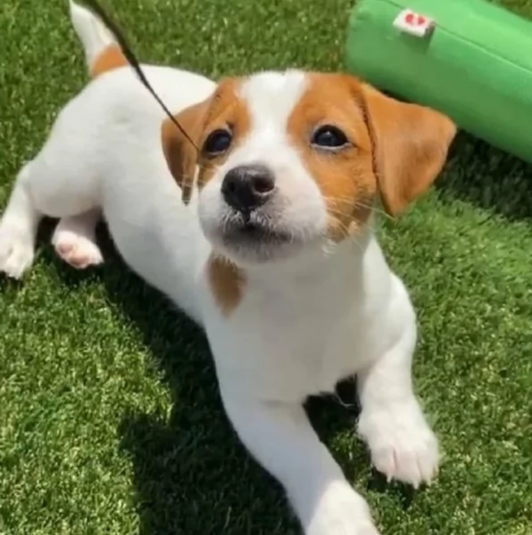 per adozione Jack Russell nani blu e bianchi | Foto 2