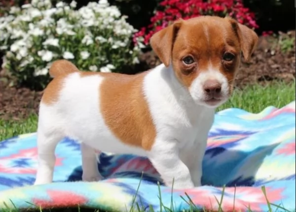 per adozione Jack Russell nani blu e bianchi | Foto 1