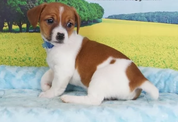 per adozione Jack Russell nani blu e bianchi | Foto 0