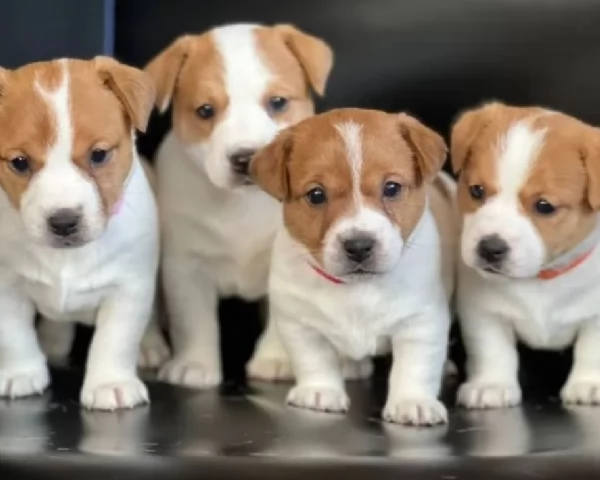 per adozione Jack Russell nani blu e bianchi