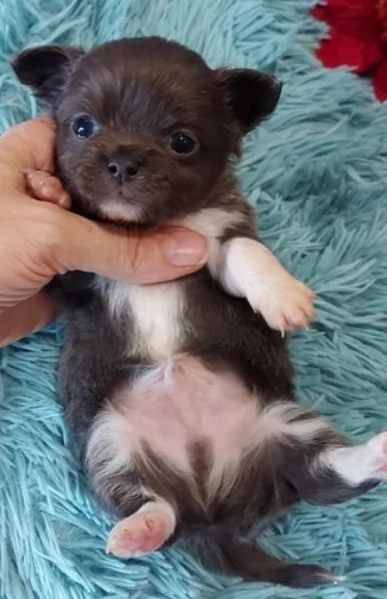 cuccioli di chihuahua Toy maschi e femmine per adozione | Foto 1
