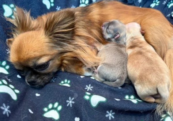 cuccioli di chihuahua Toy maschi e femmine per adozione | Foto 1