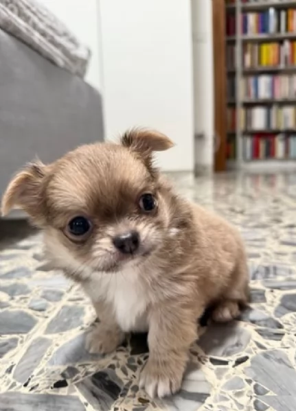 cuccioli di chihuahua Toy maschi e femmine per adozione