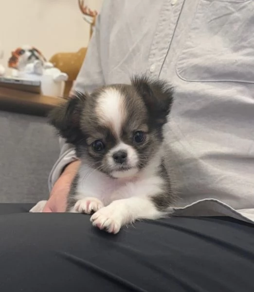 cuccioli di chihuahua Toy maschi e femmine per adozione | Foto 2