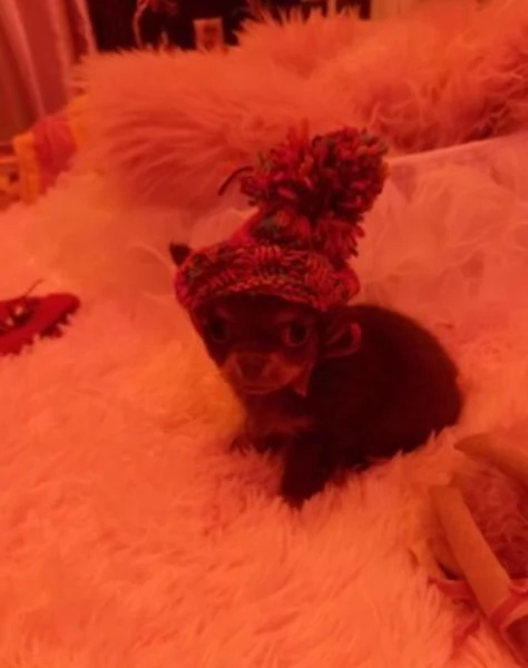 cuccioli di chihuahua Toy maschi e femmine per adozione | Foto 5
