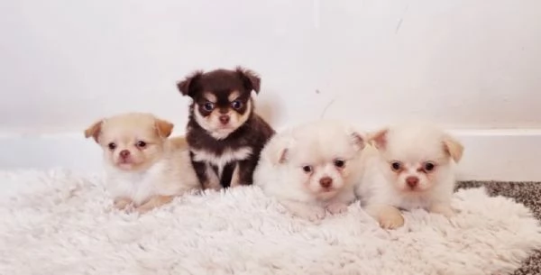 cuccioli di chihuahua Toy maschi e femmine per adozione