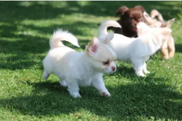 cuccioli di chihuahua Toy maschi e femmine per adozione | Foto 2