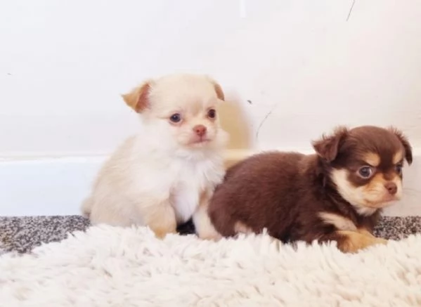cuccioli di chihuahua Toy maschi e femmine per adozione | Foto 1