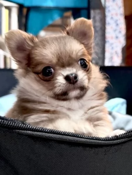 cuccioli di chihuahua Toy maschi e femmine per adozione | Foto 2