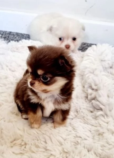 cuccioli di chihuahua Toy maschi e femmine per adozione