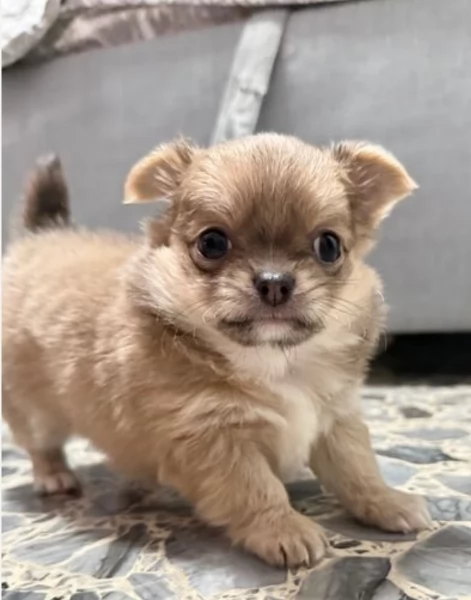cuccioli di chihuahua Toy maschi e femmine per adozione | Foto 0