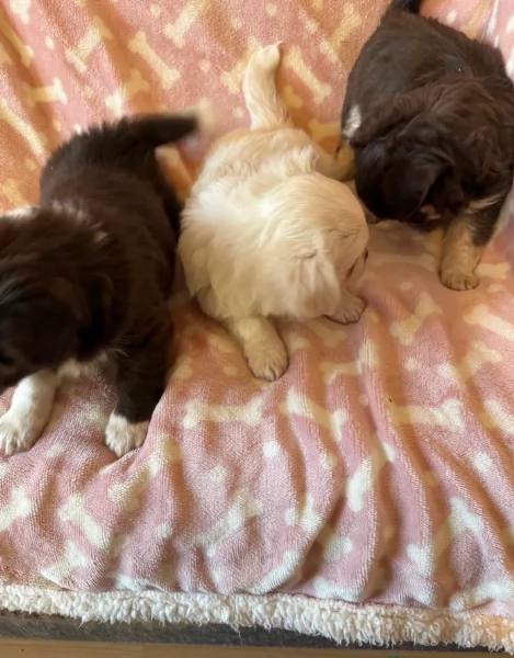 cuccioli di chihuahua Toy maschi e femmine per adozione | Foto 2