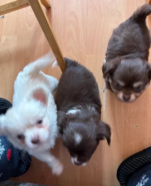 cuccioli di chihuahua Toy maschi e femmine per adozione | Foto 0
