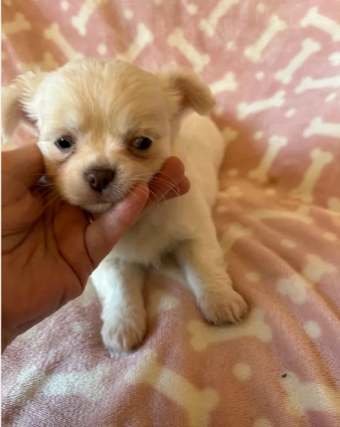 cuccioli di chihuahua Toy maschi e femmine per adozione