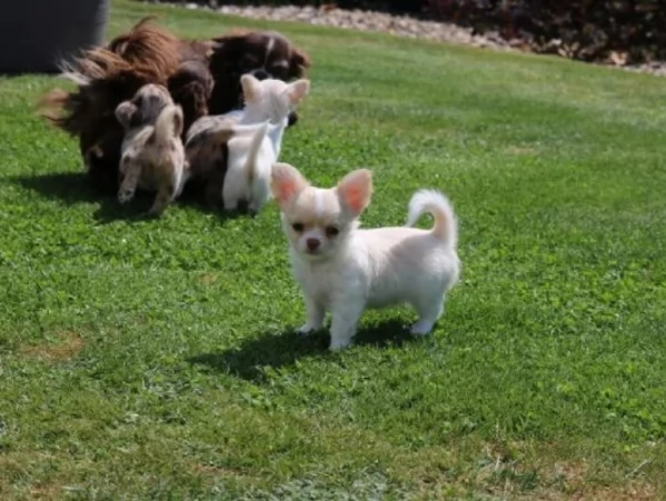 cuccioli di chihuahua Toy maschi e femmine per adozione | Foto 0