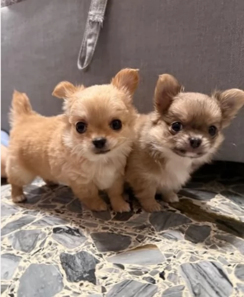 cuccioli di chihuahua Toy maschi e femmine per adozione