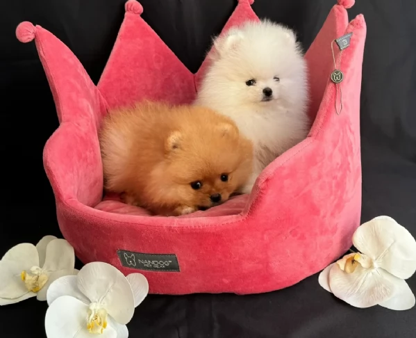 per adozione regalo Volpino Pomerania da privato
