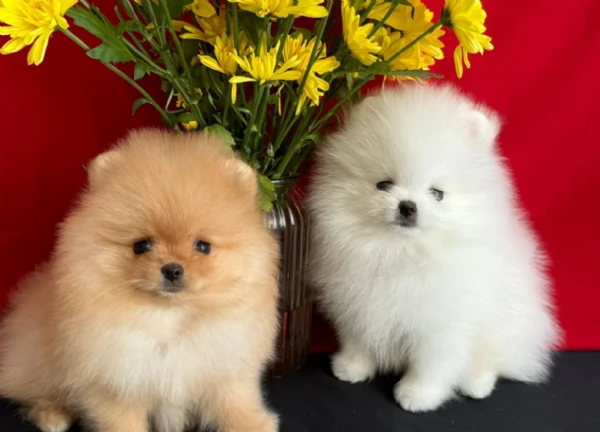 per adozione regalo Volpino Pomerania da privato | Foto 1