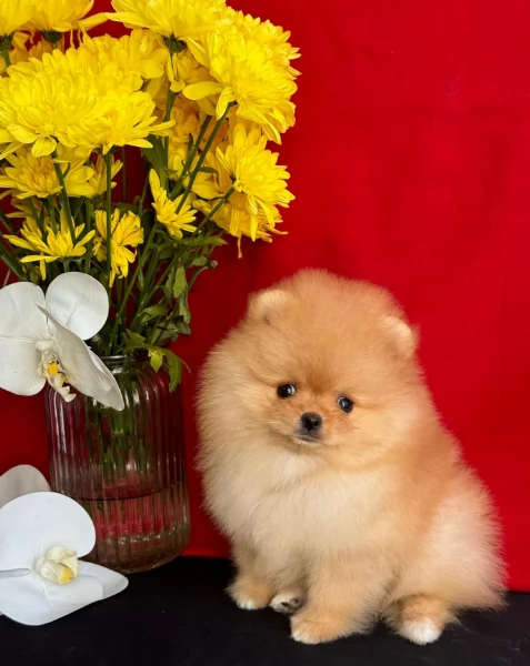 per adozione regalo Volpino Pomerania da privato | Foto 0