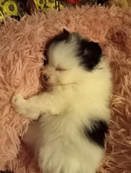 per adozione regalo Volpino Pomerania da privato | Foto 0