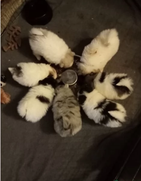 per adozione regalo Volpino Pomerania da privato | Foto 0