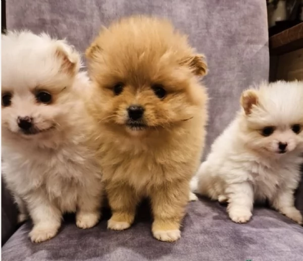per adozione regalo Volpino Pomerania da privato