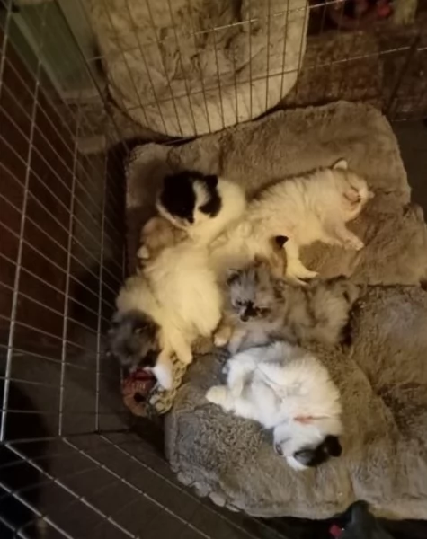 per adozione regalo Volpino Pomerania da privato | Foto 1
