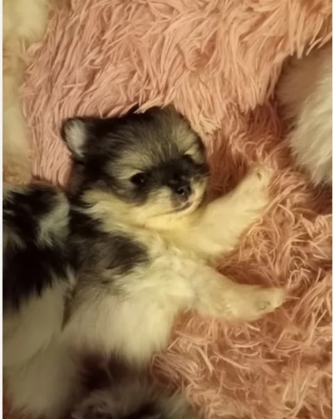 per adozione regalo Volpino Pomerania da privato | Foto 0