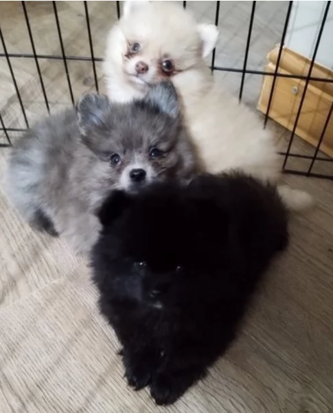 per adozione regalo Volpino Pomerania da privato | Foto 0