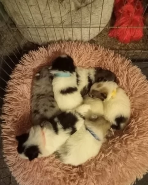 per adozione regalo Volpino Pomerania da privato | Foto 1