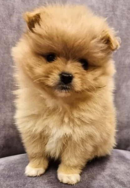 per adozione regalo Volpino Pomerania da privato | Foto 0