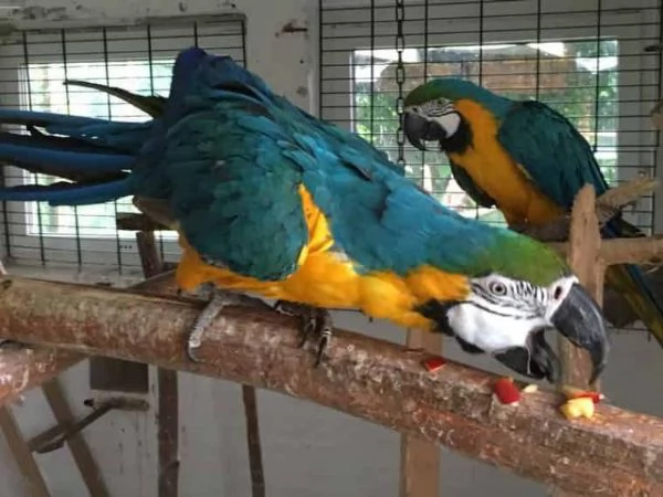 Pappagallo Ara blu e oro in cerca di una nuova casa