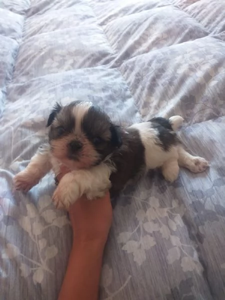 CUCCIOLI DI SHITZU TRICOLOR TAGLIA PICCOLA