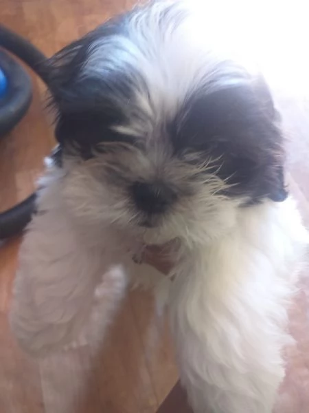 CUCCIOLI DI SHITZU TRICOLOR TAGLIA PICCOLA | Foto 0