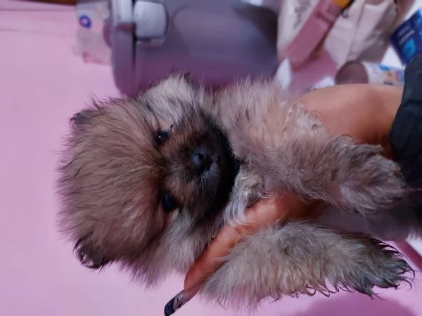 piccoli cuccioli di spitz pomerania toy vari colori