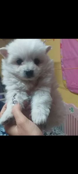 piccoli cuccioli di spitz pomerania toy vari colori | Foto 2